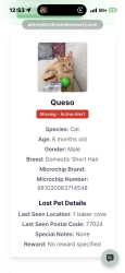 Lost Male Cat last seen Piney point smithdale Hedwig, Piney Point Village, TX 77024