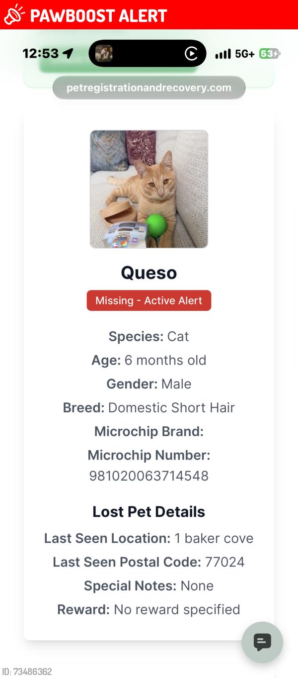 Lost Male Cat last seen Piney point smithdale Hedwig, Piney Point Village, TX 77024