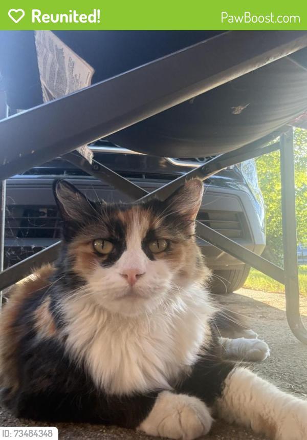 Reunited Female Cat last seen Marlene Drive and Mesa Drive, Euless, TX 76040