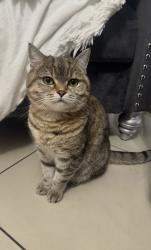 Reunited Female Cat last seen lardner st philadelphia pa, Philadelphia, PA 19149