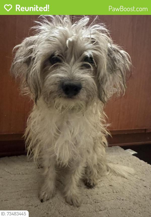 Reunited Male Dog last seen JFK and Moreno Beach Dr., Moreno Valley, CA 92555