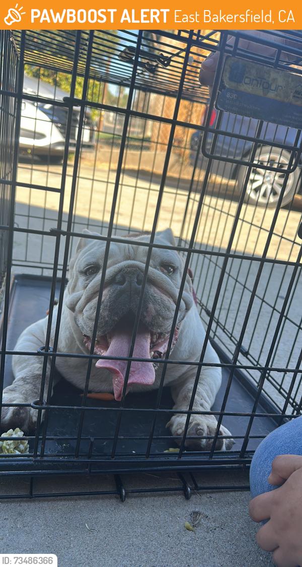 Found/Stray Unknown Dog last seen Hill street, East Bakersfield, CA 93305