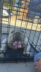 Found/Stray Unknown Dog last seen Hill street, East Bakersfield, CA 93305