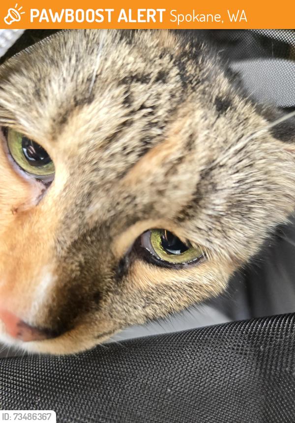 Found/Stray Unknown Cat last seen Near fryea, Spokane, WA 99202