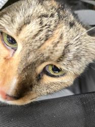 Found/Stray Unknown Cat last seen Near fryea, Spokane, WA 99202