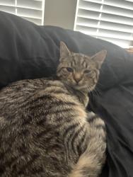 Lost Male Cat last seen Woodruff, Woodruff, SC 29388