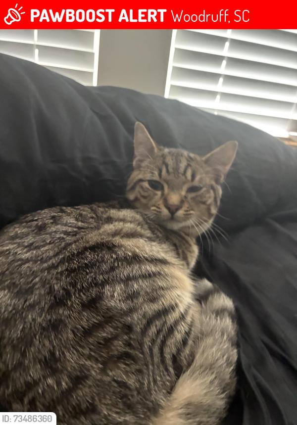 Lost Male Cat last seen Woodruff, Woodruff, SC 29388