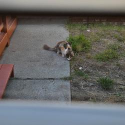 Reunited Female Cat last seen Farm Hill and Daisy Ct, Hayward, CA 94542