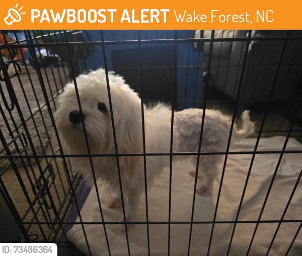 Found/Stray Unknown Dog last seen Burlington mills, Wake Forest, NC 27587