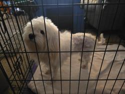 Found/Stray Unknown Dog last seen Burlington mills, Wake Forest, NC 27587
