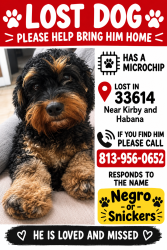 Lost Male Dog last seen Habana y kirby, Egypt Lake-Leto, FL 33614