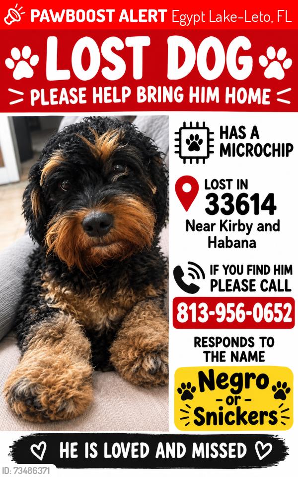 Lost Male Dog last seen Habana y kirby, Egypt Lake-Leto, FL 33614