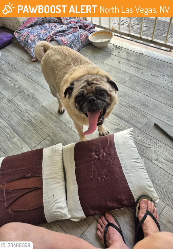 Found/Stray Male Dog last seen Commerce and washburn, North Las Vegas, NV 89031