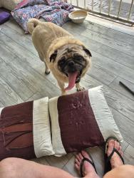 Found/Stray Male Dog last seen Commerce and washburn, North Las Vegas, NV 89031