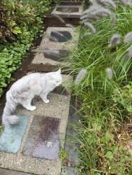 Reunited Unknown Cat last seen Franklin and ashwood, South Kensington, MD 20895