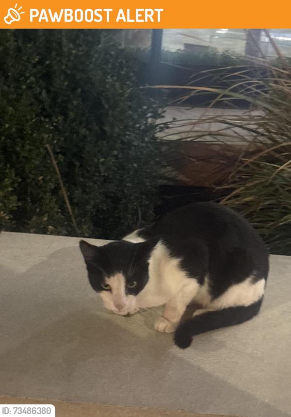 Found/Stray Unknown Cat last seen Near Sainsbury’s, Greater London, England N1 0RW