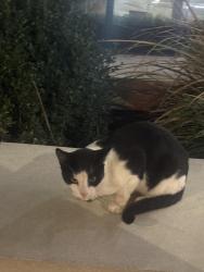 Found/Stray Unknown Cat last seen Near Sainsbury’s, Greater London, England N1 0RW