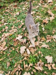 Reunited Female Cat last seen Copeland and Dean lane, Maple Plain, MN 55359