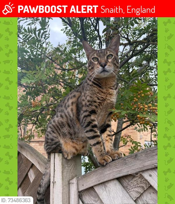Lost Male Cat last seen Punton Walk, Snaith, England 