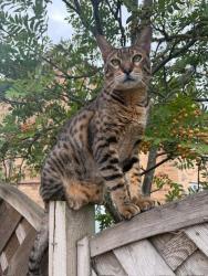 Lost Male Cat last seen Punton Walk, Snaith, England 