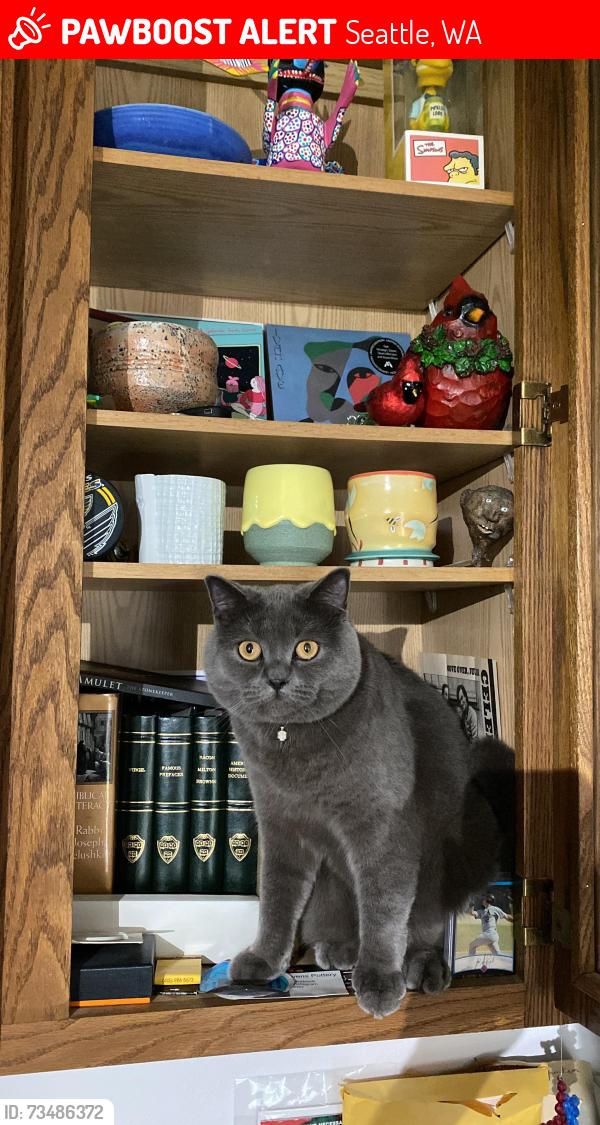 Lost Male Cat last seen Cleveland high school, Seattle, WA 98108