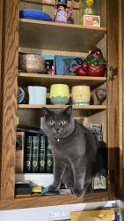 Lost Male Cat last seen Cleveland high school, Seattle, WA 98108