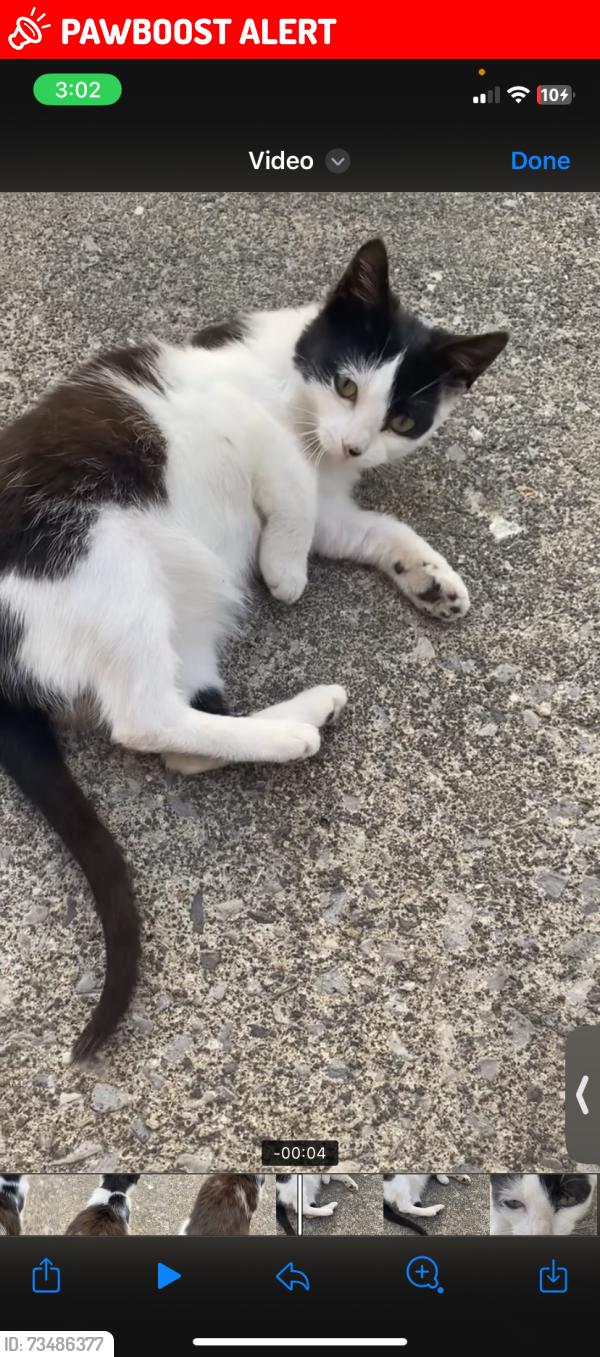 Lost Female Cat last seen Near Mapco, Whitfield County, GA 30740
