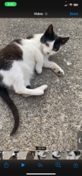 Lost Female Cat last seen Near Mapco, Whitfield County, GA 30740