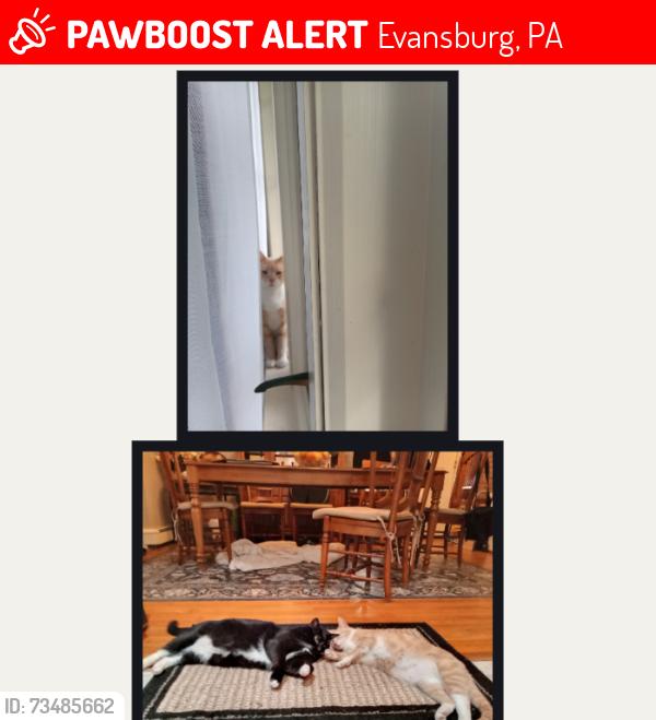 Lost Male Cat last seen Nancy Lane, Rebecca Drive, Beverly Drive in Evansburg, Evansburg, PA 19426