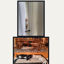 Lost Male Cat last seen Nancy Lane, Rebecca Drive, Beverly Drive in Evansburg, Evansburg, PA 19426