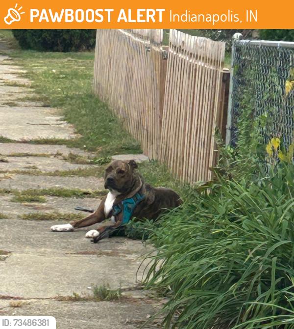 Found/Stray Female Dog last seen State and Raymond, Indianapolis, IN 46203