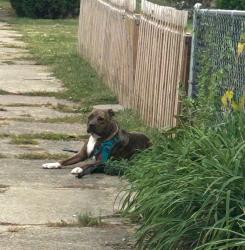Found/Stray Female Dog last seen State and Raymond, Indianapolis, IN 46203