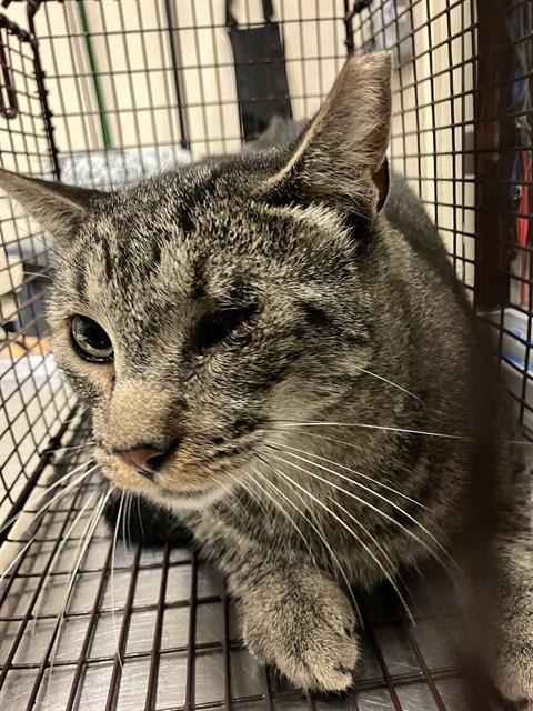Shelter Stray Male Cat last seen Near BLOCK BLCK E 19TH ST, LONG BEACH, CA 90806, 7700 E Spring St, Long Beach, CA 90815, USA
