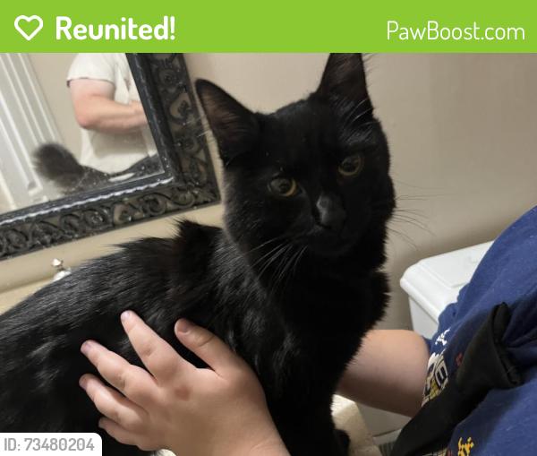 Reunited Female Cat last seen Northrop Grumman parking lot off aviation, Anne Arundel County, MD 21090