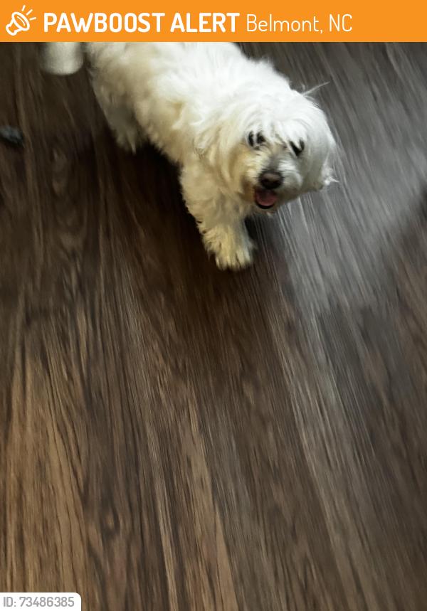 Found/Stray Unknown Dog last seen Rl Stowe Road Belmont NC, Belmont, NC 28012