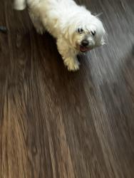 Found/Stray Unknown Dog last seen Rl Stowe Road Belmont NC, Belmont, NC 28012