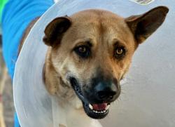 Shelter Stray Male Dog last seen , 4000 N Silverbell Rd, Tucson, AZ 85745, USA