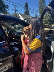 Reunited Female Dog last seen Berkeley and Mohawk, Los Angeles, CA 90026