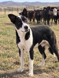 Shelter Stray Male Dog last seen Near BLOCK POWELL LN, BAKERSFIELD CA 93307, 3951 Fruitvale Ave, Bakersfield, CA 93308, USA