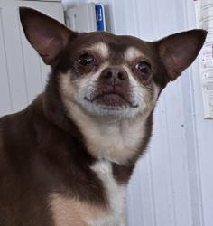 Shelter Stray Male Dog last seen Near BLOCK PANAMINT ST, MOJAVE CA 93501, 3951 Fruitvale Ave, Bakersfield, CA 93308, USA