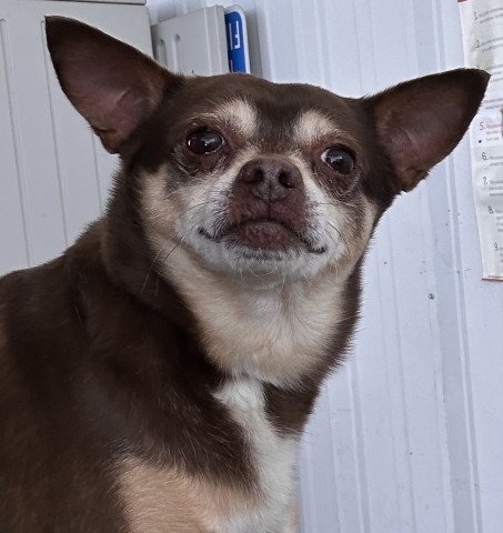 Shelter Stray Male Dog last seen Near BLOCK PANAMINT ST, MOJAVE CA 93501, 3951 Fruitvale Ave, Bakersfield, CA 93308, USA