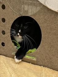 Shelter Stray Male Cat last seen Near BLOCK W 3500, 4522 W 3500 S, West Valley City, UT 84120, USA