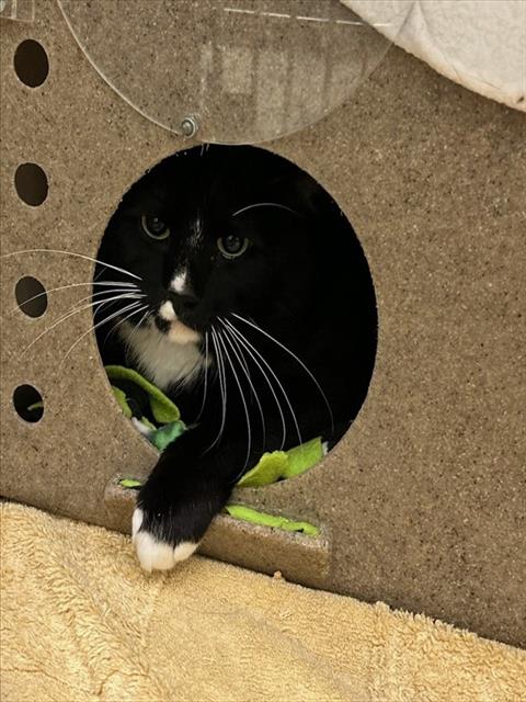 Shelter Stray Male Cat last seen Near BLOCK W 3500, 4522 W 3500 S, West Valley City, UT 84120, USA
