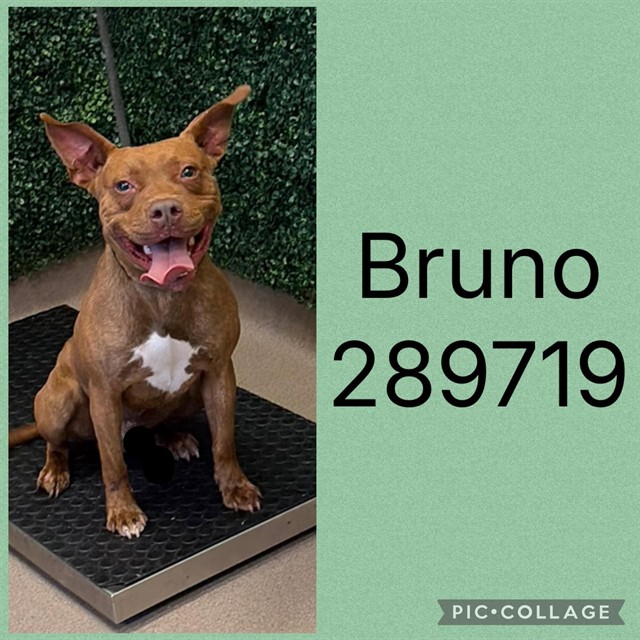 Shelter Stray Male Dog last seen JEFFERSONVILLE RD, 4214 Fulton Mill Rd, Macon, GA 31216, USA