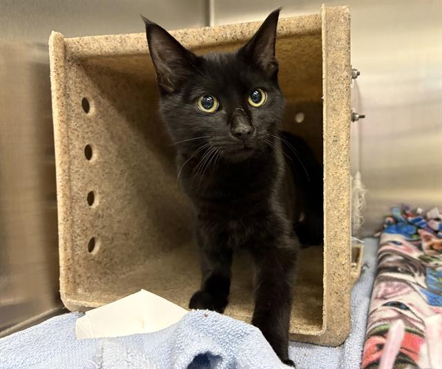 Shelter Removed Male Cat last seen Near BLOCK SOUTHCENTER PKWY, TUKWILA WA 98188, 21615 64th Ave S, Kent, WA 98032, USA