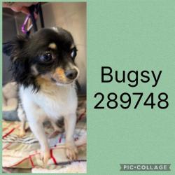 Shelter Stray Male Dog last seen MERCER HALL, 4214 Fulton Mill Rd, Macon, GA 31216, USA