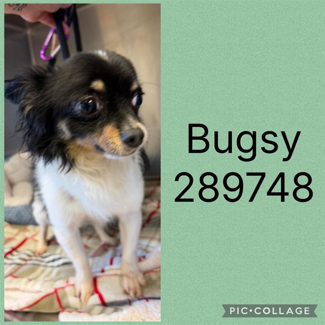 Shelter Stray Male Dog last seen MERCER HALL, 4214 Fulton Mill Rd, Macon, GA 31216, USA
