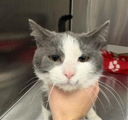 Shelter Stray Male Cat last seen Near, 5001 E Raymond St, Indianapolis, IN 46203, USA