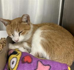Shelter Stray Female Cat last seen Near, 5001 E Raymond St, Indianapolis, IN 46203, USA