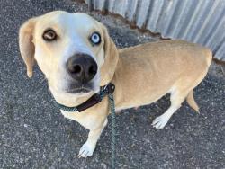 Shelter Stray Female Dog last seen Near BLOCK CAGUA DR NE, 8920 Lomas Blvd NE, Albuquerque, NM 87112, USA